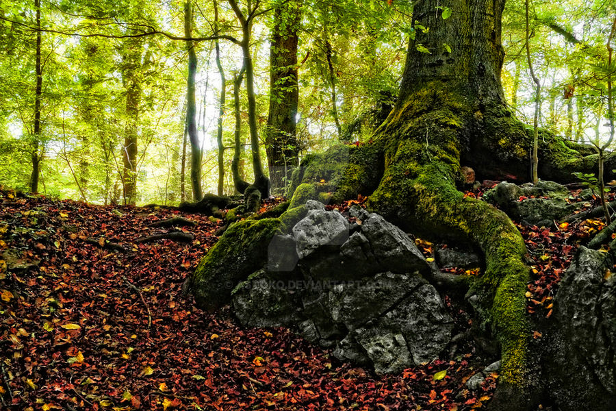 Forest tree roots ~ STOCK