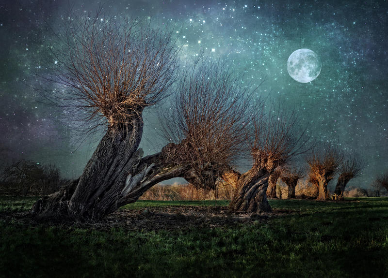 Willow trees  night  moon Stock by AStoKo