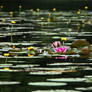 water lily pond ~ Stock by AStoKo