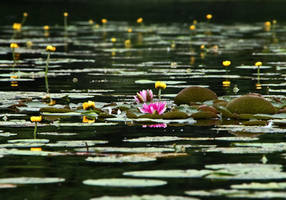 water lily pond ~ Stock by AStoKo