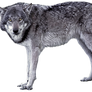 Grey wolf - wolves 1 - golden eyes - Stock