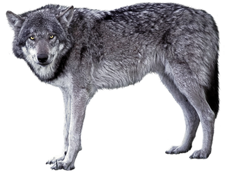 Grey wolf - wolves 1 - golden eyes - Stock