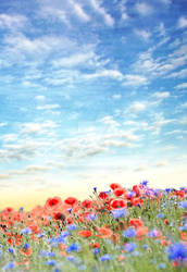 Poppy Field Premade soft color