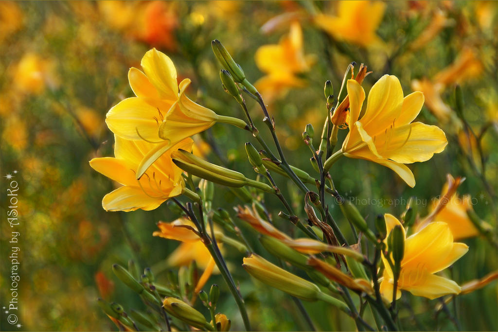 Lilies - Hemerocallis lilioasphodelus by AStoKo by AStoKo