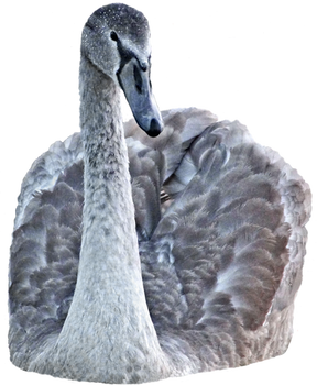 swan png - free stock