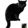 Black cat ~ Halloween VS STOCK