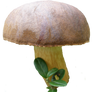 mushroom 8 STOCK