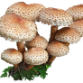 mushroom 6 STOCK