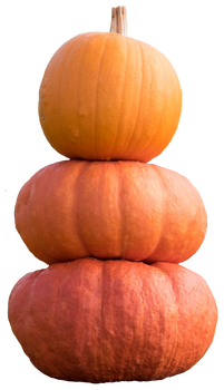 pumpkins 2 STOCK