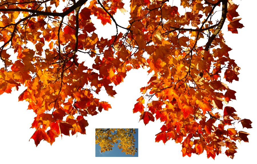 Ветка осенних листьев. Осенняя ветка. Листья на прозрачном фоне. Осеннее дерево на прозрачном фоне. Осенняя листва на прозрачном фоне.
