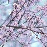 Pastell Cherry Blossom