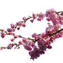 cherry blossom branches png STOCK