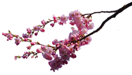 cherry blossom branches png STOCK