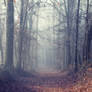 Foggy Autumn forest STOCK by AStoKo