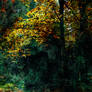 Autum forest with dark abstract Texture 1 STOCK