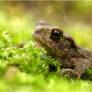 Little toad ~ pretty big