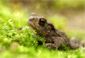 Little toad ~ pretty big