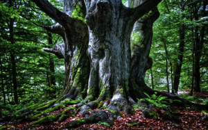 Light fractalius Version ~ Old Tree ~ Night STOCK