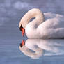 Nice Swan Water Reflection stock