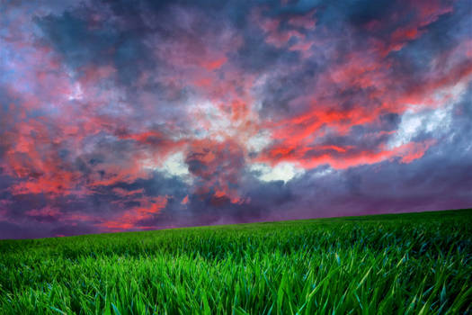 Red sky field WALLPAPER