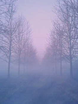 Foggy Pathway lined with trees