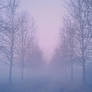 Foggy Pathway lined with trees