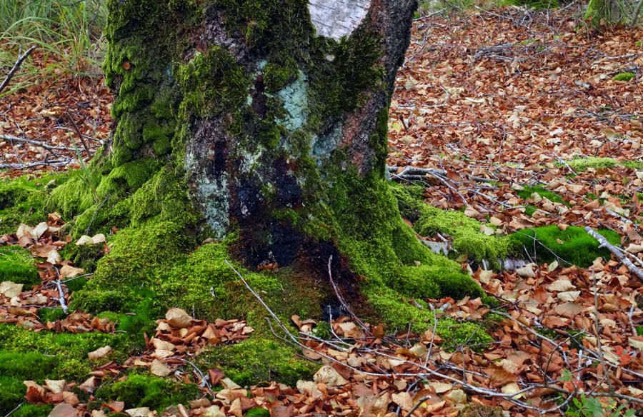 Freebie - Tree Trunk Forest Autumn STOCK