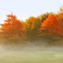 Autumn Trees ~ Foggy morning copy1