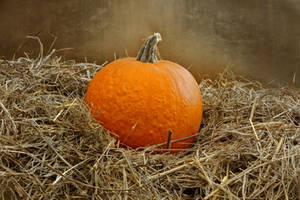 Halloween Pumpkin STOCK 07