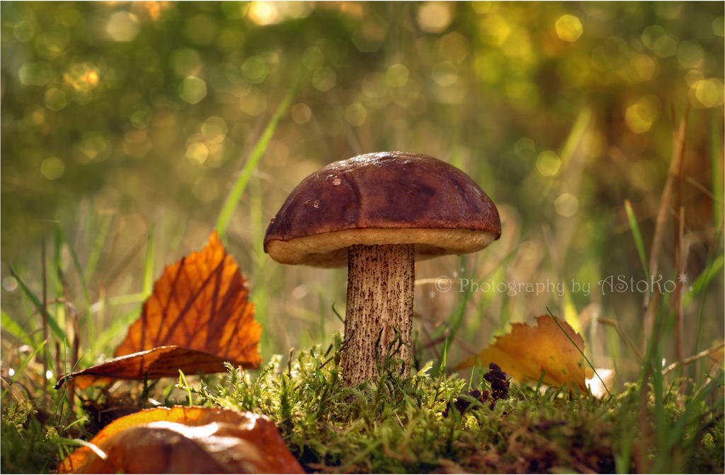 Birkenpilz - Leccinum scabrum by AStoKo