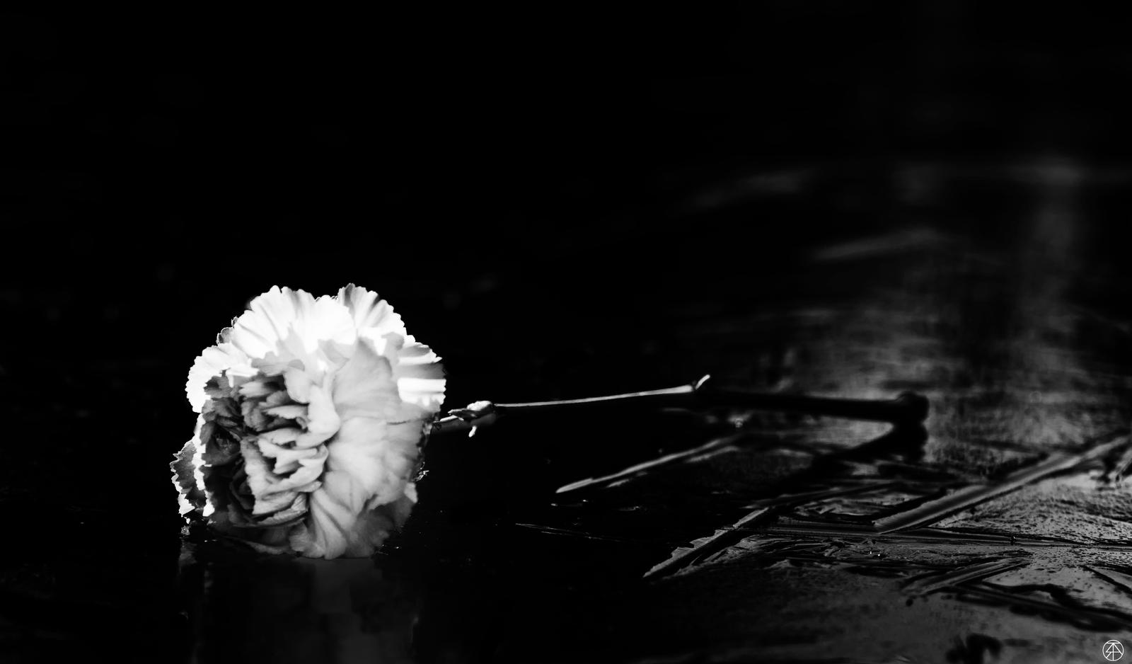 Dead Rose by ArTtillery on DeviantArt