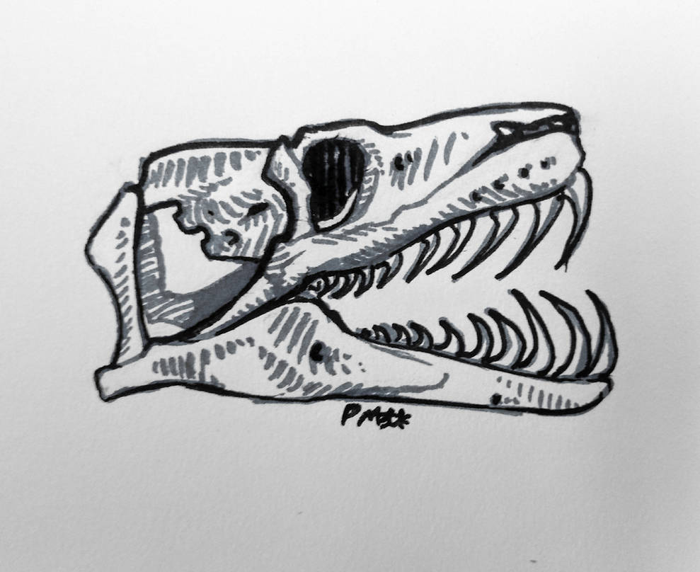 Python Skull Side View Python skull by Sandburr on DeviantArt