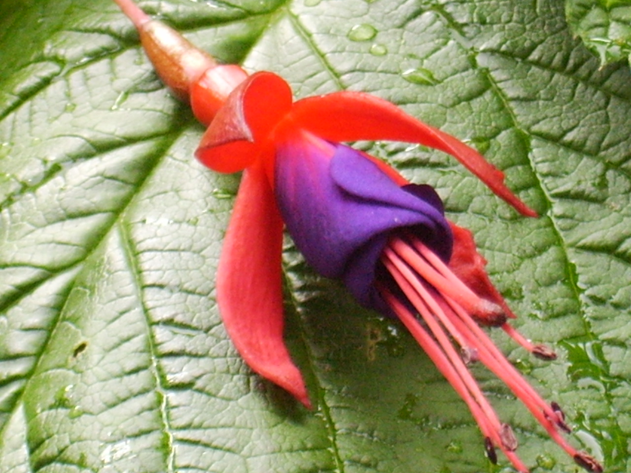 Flower