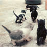 The walking of the kittens...