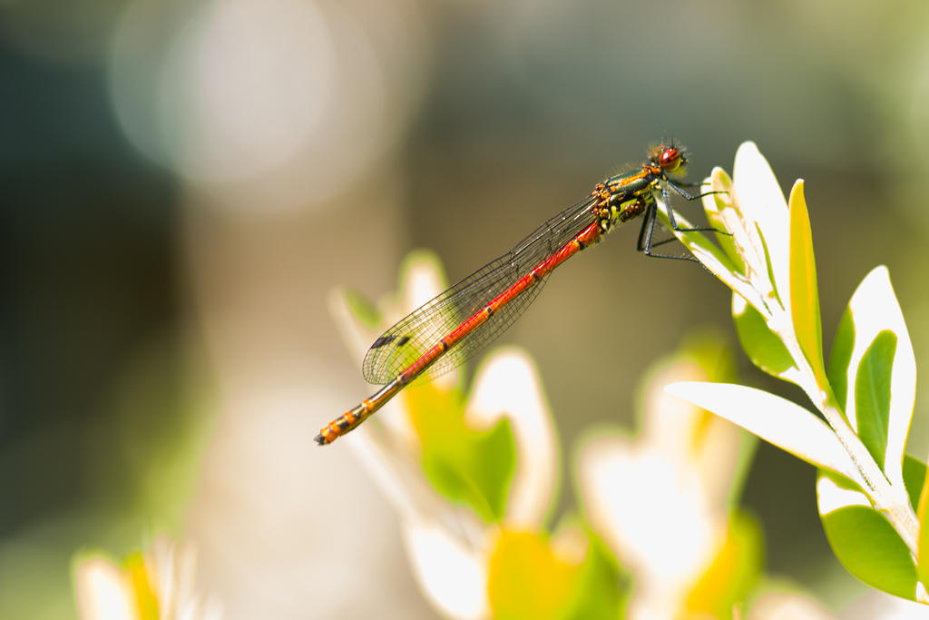 :: Red Dragonfly ::