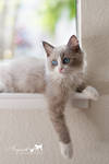 :: Cinder in the Windowsill :: by AmyranthPhotography