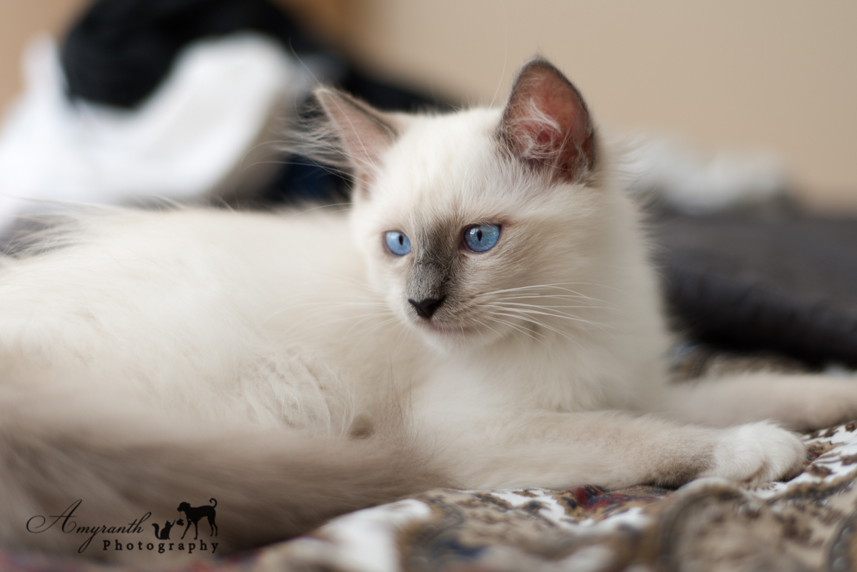 Merlin on the Bed