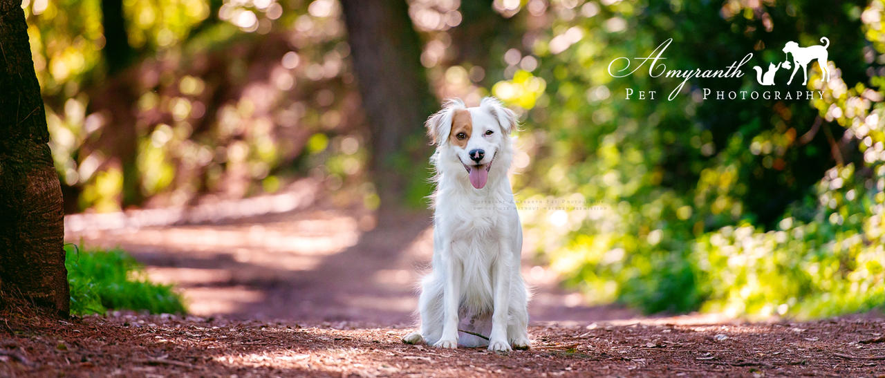 Enchanted Pooch