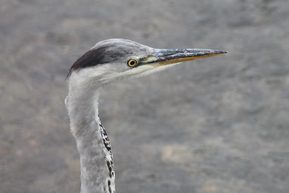 Grey Heron