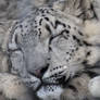 Snow Leopard Dreams