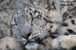 Snow Leopard Dreams by ZaraaLeanne Snow Leopard Dreams by ZaraaLeanne