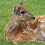 Sitatunga 2