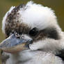 Kookaburra