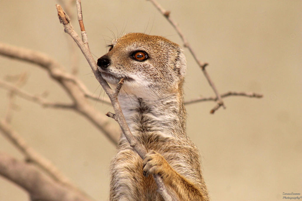 'I like this branch!'