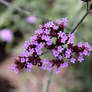 Verbena