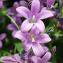 Campanula