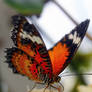 Longwing