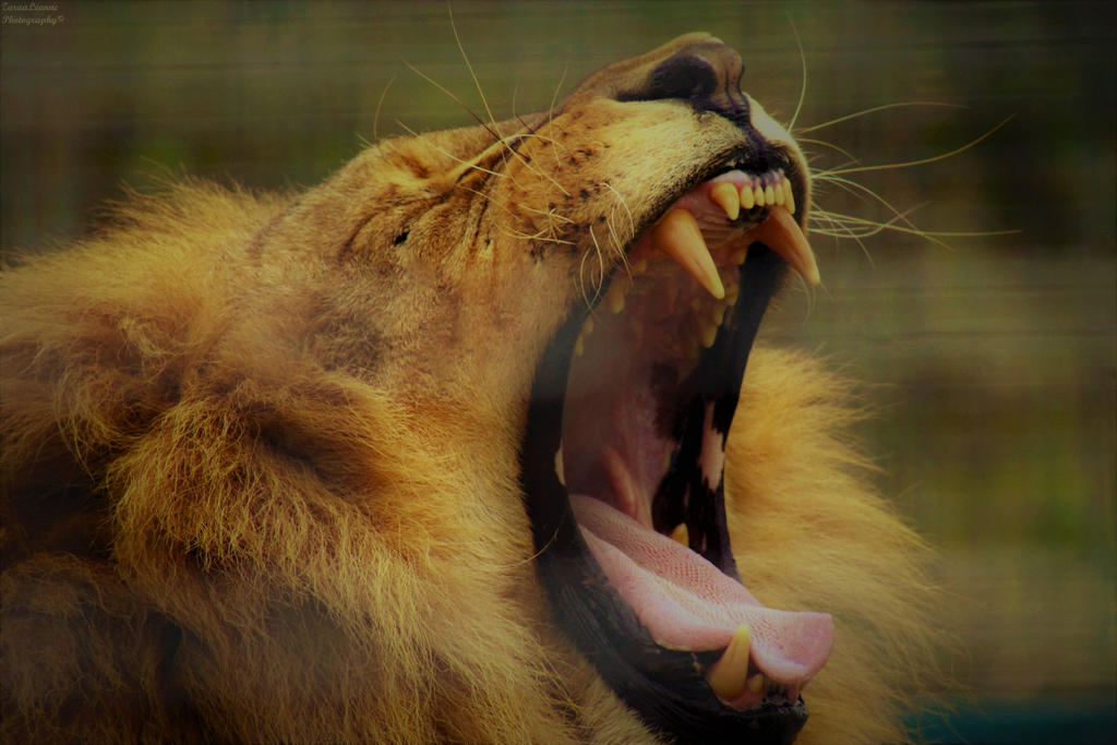 Lion's Yawn