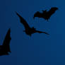 Halloween Vectors: Bats + Moon