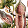 Vector Carnivorous Plant